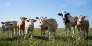 Wunschmotiv auf Posterdruck - Kuh Panorama oder mit Eigenem Foto