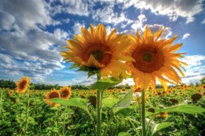 Posterdruck - Sonnenblumen oder mit Eigenem Foto