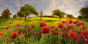 Foto Poster - Mohn Im Abendlicht oder mit Eigenem Foto