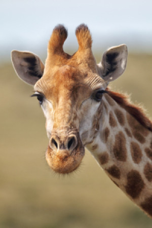 Fotos Poster - Giraffe In Südafrika oder mit Eigenem Foto