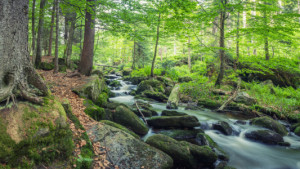 Wunschbild als Poster - Wasser Im Bayerwald oder mit Eigenem Foto