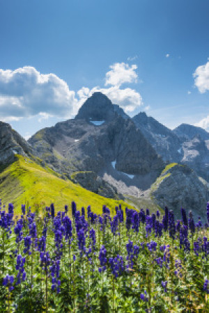 Wunschbild auf Poster - Blauer Eisenhut Vor Der Trettachspitze oder...