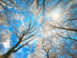 Fotos Poster - Wald Im Winter Mit Verschneiten Baumkronen oder mit ...