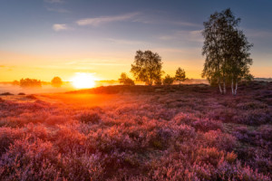 Foto Poster - Nebel In Der Heide oder mit Eigenem Foto