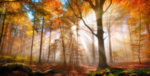 Bilder Poster - Goldener Wald Im Herbst oder mit Eigenem Foto