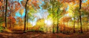 Wunschmotiv Posterdruck - Buntes Waldpanorama Im Herbst oder mit Ei...