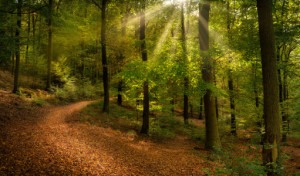 Bild auf Posterdruck - Wunderschöne Waldlandschaft Mit Sonnenstrahl...