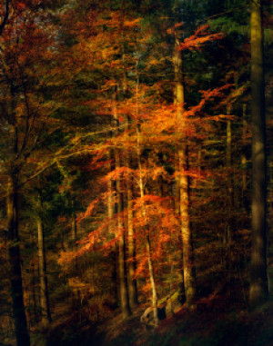 Wunschmotiv als Poster - Beleuchteter Baum Im Dunklen Wald oder mit...