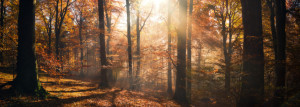 Motiv als Posterdruck - Angenehme Herbstsonne Im Wald oder mit Eige...
