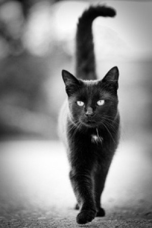 Bild auf Posterdruck - Schwarze Katze oder mit Eigenem Foto