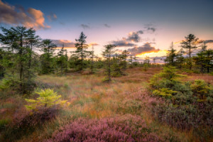 Bilder Poster - Das Moor Bei Oderbrück Im Harz oder mit Eigenem Foto