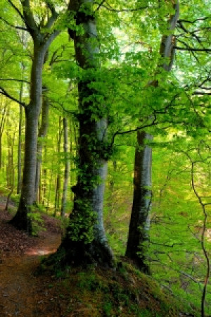 Wunschmotiv auf Posterdruck - Schöner Mai oder mit Eigenem Foto