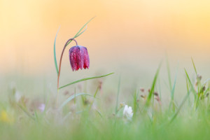 Wunschbild als Posterdruck - Schachblume Im Letzten Licht oder mit ...