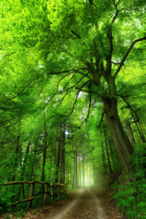 Wunschbild Poster - Majestischer Baum Im Dunstigen Grünen Wald oder...