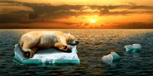 Wunschmotiv auf Schieferplatte - Eisbär Wohin 1 oder mit Eigenem Foto