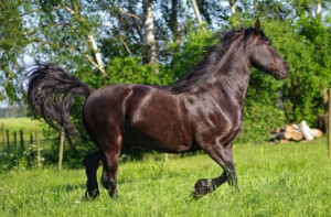 Wunschbild auf Schieferplatte - Pferd Auf Der Wiese Im Galopp oder ...