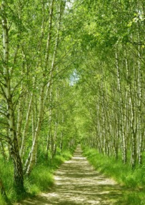 Wunschbild auf Schieferplatte - Birkenwald oder mit Eigenem Foto