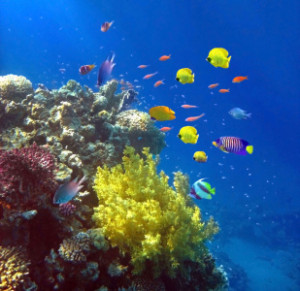 Fotos Schieferplatte - Beautiful Sea oder mit Eigenem Foto