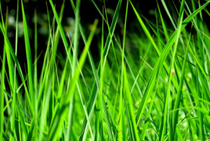 Wunschbild als Schieferplatte - Gras oder mit Eigenem Foto