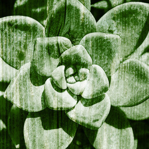 Bilder Schieferplatte - Succulent Ii oder mit Eigenem Foto