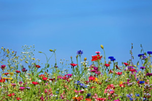 Wunschbild als Schieferplatte - Blumenwiese oder mit Eigenem Foto