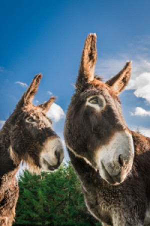 Wunschbild als Schieferplatte - Esel oder mit Eigenem Foto