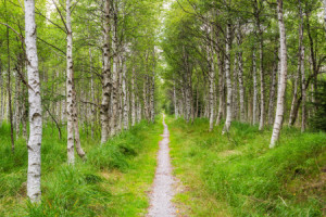 Bild Schieferplatte - Wege Zur Entspannung Iii oder mit Eigenem Foto
