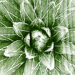 Motiv als Schieferplatte - Succulent I oder mit Eigenem Foto