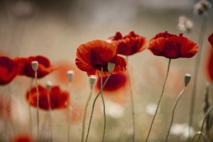 Wunschmotiv auf Schieferplatte - Mohnblumen oder mit Eigenem Foto