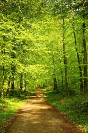 Bild auf Schieferplatte - Waldfahrt oder mit Eigenem Foto