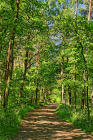 Motiv Schieferplatte - Waldweg Im Juni oder mit Eigenem Foto