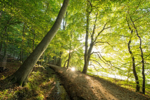Foto auf Schieferplatte - Sonnenstrahlen Im Wald oder mit Eigenem Foto