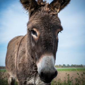 Foto auf Schieferplatte - Esel oder mit Eigenem Foto
