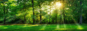 Motiv Schieferplatte - Wald Panorama Im Sommer oder mit Eigenem Foto