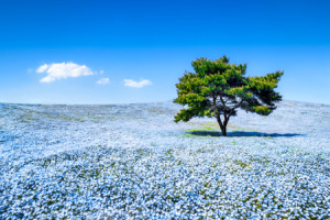 Foto Schieferplatte - Blaue Nemophila Blumen Auf Einer Wiese Im Frü...