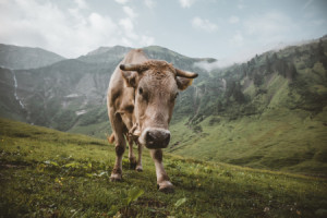 Wunschbild Schieferplatte - Neugierige Kuh Im Oytal Bei Oberstdorf ...