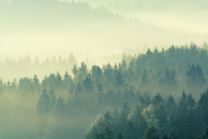 Motiv auf Schieferplatte - Wald Von Oben - Wipfel Des Bayerwald ode...