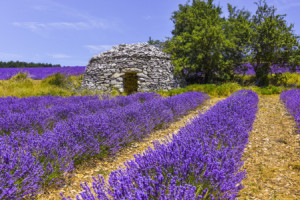 Wunschmotiv Schieferplatte - Steinhütte Im Lavendelfeld - Provence ...