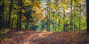 Wunschbild auf Schieferplatte - Wald Weg Im Herbst oder mit Eigenem...