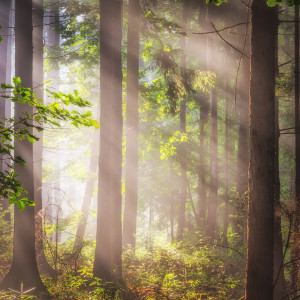 Motiv Schieferplatte - Sonnenstrahlen Im Wald oder mit Eigenem Foto
