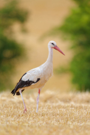 Wunschbild als Schieferplatte - Storch Auf Stoppelfeld oder mit Eig...