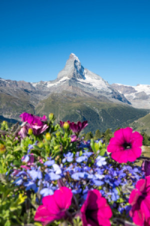 Wunschmotiv auf Schieferplatte - Matterhorn Mit Blumenwiese Im Früh...