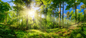 Foto Schieferplatte - Schön Beleuchtete Waldlichtung Im Frühling od...