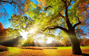 Schieferplatte - Farbenfrohes Herbstlaub Im Park oder mit Eigenem Foto