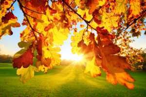 Wunschmotiv auf Schieferplatte - Von Herbstsonne Durchleuchtete Blä...