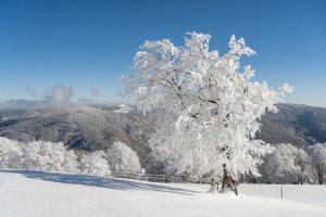 Bild auf Schieferplatte - Winter Auf Dem Schauinsland Im Schwarzwal...