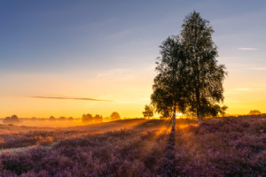 Wunschmotiv auf Schieferplatte - Sonnenaufgang In Der Heide oder mi...