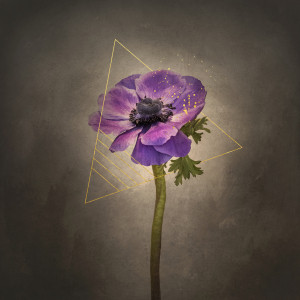 Wunschbild als Schieferplatte - Grazile Blume - Kronen-Anemone - Vi...