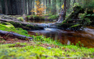 Motiv auf Schieferplatte - Rönischbächle Im Zauberwald Bei Bernau o...
