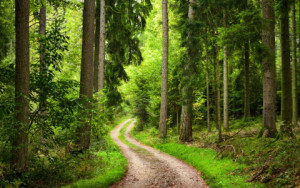 Bild Schieferplatte - Wanderweg Durch Schönen Grünen Wald oder mit ...